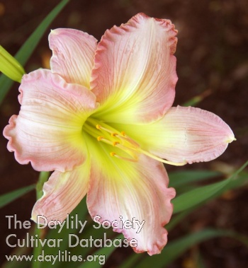 Daylily Yesterday Memories